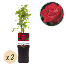 Buitenplant 2x Rosa Red Climber - Klimroos Rood - Pot Ø 11cm Hoogte ↕ 40cm