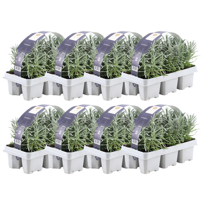 Buitenplant 8x 6 pack Lavendel angustifolia - Bloeiend - Pot Ø 7cm Hoogte ↕ 15cm