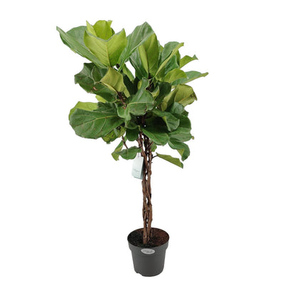 Kamerplant - Ficus Lyrata - Pot Ø 27cm Hoogte ↕ 130cm