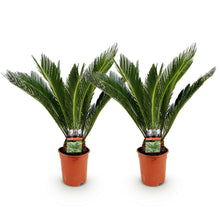 Green boutiQ - Kamerplant - Cycas revoluta - Palmvaren - Weinig onderhoud - Groen - 2 - Pot 17cm - Hoogte 55-65cm