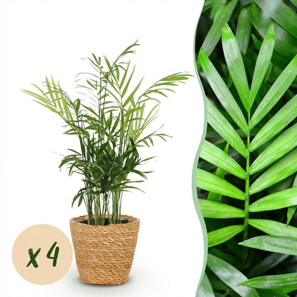 Kamerplant 4x Chamaedorea elegans - Goudpalm - Pot Ø 12cm Hoogte ↕ 15cm