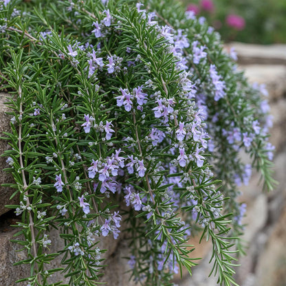 Buitenplant - Rosmarinus officinalis Prostratus op Stam - Winterhard - Pot Ø 19cm Hoogte ↕ 90cm