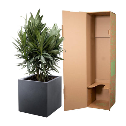 Buitenplant - Nerium Oleander struik - Rode bloem - Pot Ø 19cm Hoogte ↕ 70cm
