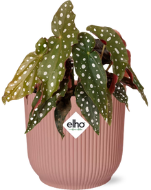 Kamerplant - Begonia Maculata Stippenbegonia - Pot Ø 14cm