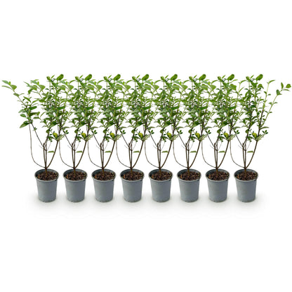 Buitenplant 8x Ligustrum ovalifolium - Groenblijvend - Pot Ø 9cm Hoogte ↕ 35-40cm