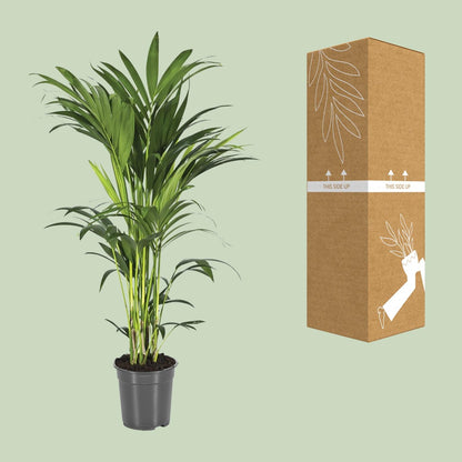 Kamerplant - Howea Forsteriana (Kentia) - Luchtzuiverend - Pot Ø 21cm Hoogte ↕ 100cm