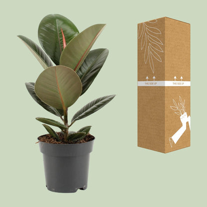 Kamerplant - Ficus Elastica Robusta - Hoogte ↕ 35-95cm