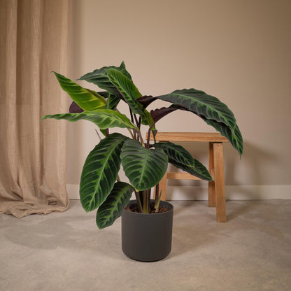 Kamerplant - Calathea Warscewiczii (Pauwenplant) - Pot Ø 19cm Hoogte ↕ 70cm