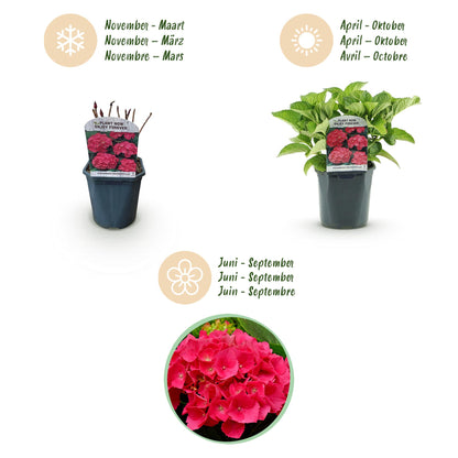 Buitenplant 3x Hortensia Hydrangea macrophylla Rood - Bloeiend - Pot Ø 17cm Hoogte ↕ 30cm