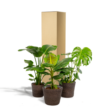Kamerplant Set - Monstera Deliciosa + Musa Dwarf Cavendish + Strelitzia Nicolai + Mand Igmar