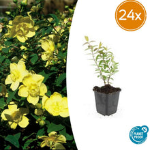 Buitenplant 24x Hypericum 'Hidcote' - Bloeiend - Pot Ø 9cm Hoogte ↕ 10-25cm