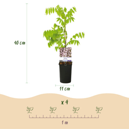 Buitenplant - Wisteria floribunda 'Rosea' - Bloeiend - Pot Ø 11cm Hoogte ↕ 40cm