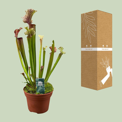 Buitenplant - Sarracenia 'Judith Hindle' - Pot Ø 12cm Hoogte ↕ 30cm