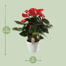 Kamerplant - Anthurium Red Champion - Bloeiend - Pot Ø 21cm Hoogte ↕ 65cm