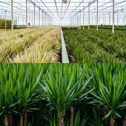 Kamerplant - Dracaena en Yucca combi - Pot Ø 21cm Hoogte ↕ 120cm