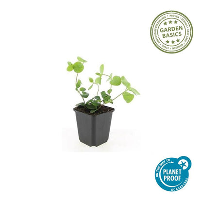 Buitenplant 12x Vinca major - Groenblijvend - Pot Ø 9cm Hoogte ↕ 10-25cm