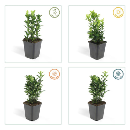 Buitenplant 24x Euonymus japonicus 'Green Spire' - Groenblijvend - Pot Ø 9cm Hoogte ↕ 10-25cm