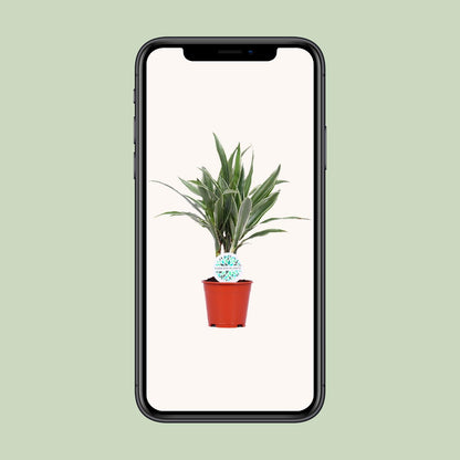 Kamerplant - Dracaena Warneckei - Pot Ø 14cm Hoogte ↕ 55cm