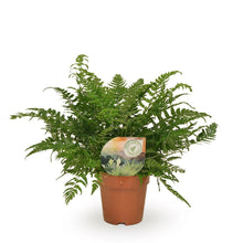 Kamerplant - Polystichum Tsussimense / Athyrium - Pot Ø 12cm Hoogte ↕ 30cm