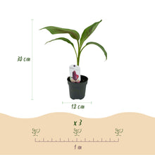 Buitenplant 4x Musa sikkemensis Red Tiger - Winterhard - Pot Ø 12cm Hoogte ↕ 30cm