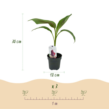 Buitenplant 4x Musa sikkemensis Red Tiger - Winterhard - Pot Ø 12cm Hoogte ↕ 30cm