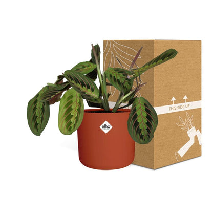 Kamerplant - Maranta Leuconeura 'Fascinator' Tricolor - Pot Ø 14cm