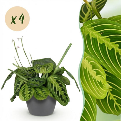 Kamerplant 4x Maranta Fascinator Lemon Lime - Gebedsplant - Pot Ø 12cm Hoogte ↕ 25cm