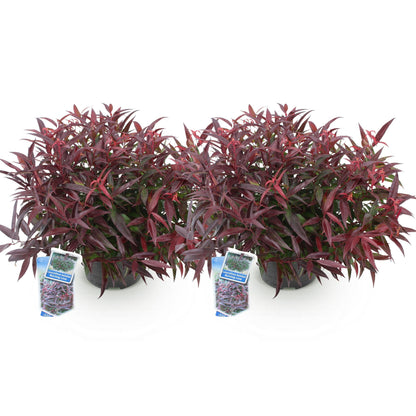 Buitenplant 2x Leucothoe Burning Love - Groenblijvend - Pot Ø 17cm Hoogte ↕ 45cm