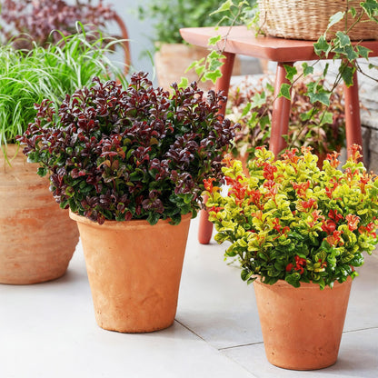 Buitenplant 2x Leucothoe Curly Duo - Groenblijvend - Pot Ø 17cm Hoogte ↕ 40cm