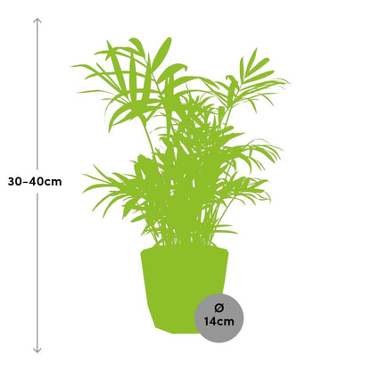 Kamerplant - Chamaedorea - Pot Ø 14cm