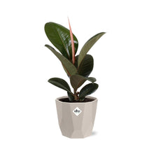 Kamerplant - Ficus Elastica 'Robusta' - Pot Ø 14cm
