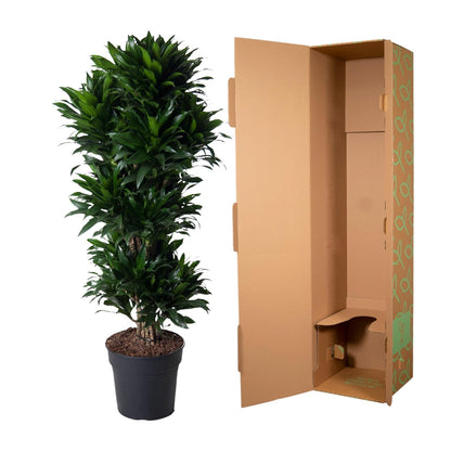 XL kamerplant - Dracaena Compacta vertakt - Pot Ø 31cm Hoogte ↕ 140cm