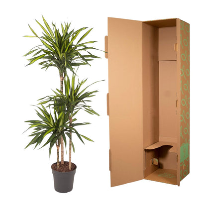 Kamerplant - Dracaena Riki - Pot Ø 24cm Hoogte ↕ 140cm