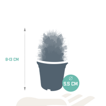 Kamerplant 5x Cactus Mix - Bloeiend - Pot Ø 5.5cm