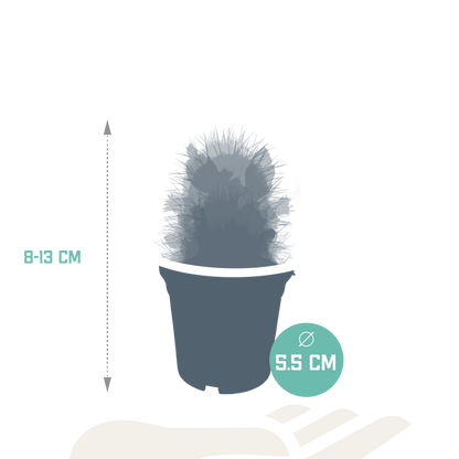 Kamerplant 5x Cactus Mix - Bloeiend - Pot Ø 5.5cm