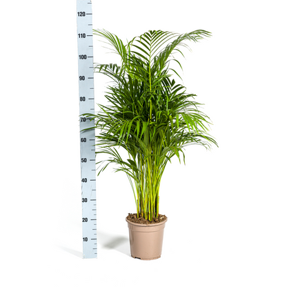 XL kamerplant - Dypsis Areca Lutescens - Pot Ø 21cm Hoogte ↕ 100-120cm