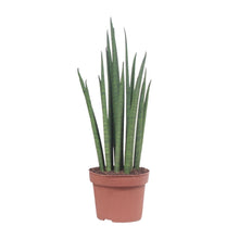 Kamerplant - Sansevieria Mikado - Pot Ø 12cm Hoogte ↕ 40cm