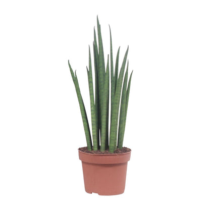Kamerplant - Sansevieria Mikado - Pot Ø 12cm Hoogte ↕ 40cm