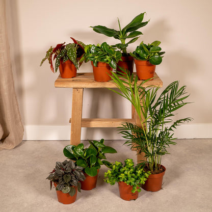 Kamerplant 8x verrassingsbox - Pot Ø 12cm Hoogte ↕ 25cm