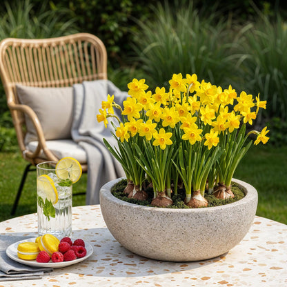 Buitenplant - Narcis Tete-a-Tete - Bloeiend - 50 stuks Bolmaat 10/12