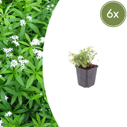 Buitenplant 6x Galium odoratum - Pot Ø 9cm Hoogte ↕ 10-25cm