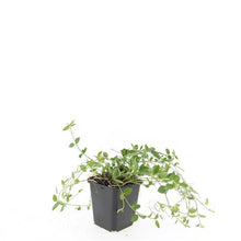 Buitenplant 24x Vinca minor 'Gertrude Jekyll' - Bodembedekker - Pot Ø 9cm Hoogte ↕ 10-25cm