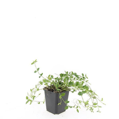 Buitenplant 24x Vinca minor 'Gertrude Jekyll' - Bodembedekker - Pot Ø 9cm Hoogte ↕ 10-25cm