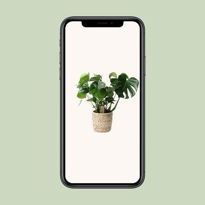 Kamerplant - Monstera Deliciosa in Mand - Pot Ø 21cm Hoogte ↕ 60cm