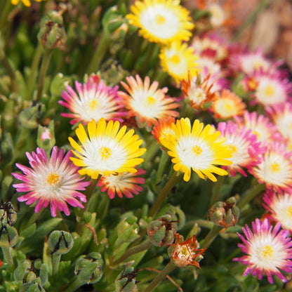 Buitenplant 4x Delosperma Jewel of Desert - Winterhard - Pot Ø 14cm Hoogte ↕ 17cm