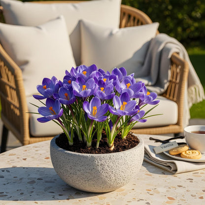 Buitenplant 30x Crocus Blue - Bloeiend - Bolmaat 7/8