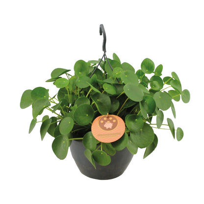 Kamerplant - Pilea Peperomioides - Pannekoekenplant - Pot Ø 27cm Hoogte ↕ 40cm