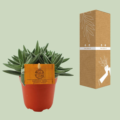 Kamerplant - Crassula Tenelli - Pot Ø 11cm Hoogte ↕ 15cm