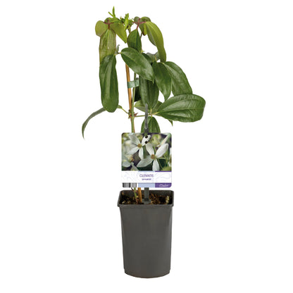 Buitenplant - Clematis armandii - Klimplant Wit - Groenblijvend - Pot Ø 11cm Hoogte ↕ 40cm