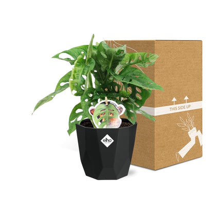Kamerplant - Monstera 'Monkey Leaf' - Pot Ø 14cm
